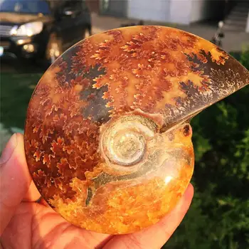 1pcs Natural shell fossil Jurassic fossil disc nautilus Madagascar ammonites super beautiful unique fossils
1pcs Natural shell fossil Jurassic fossil disc nautilus Madagascar ammonites super beautiful unique fossils