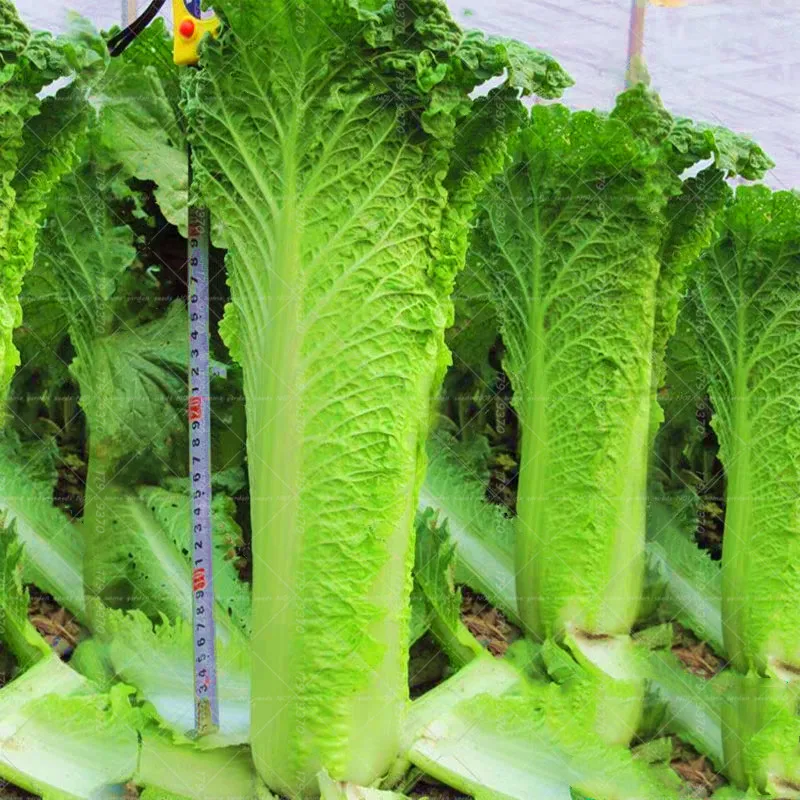 100pcs Chinese cabbage bonsai plants organic fruit and vegetable pot plant four season planting for home garden plants
100pcs Chinese cabbage bonsai plants organic fruit and vegetable pot plant four season planting for home garden plants