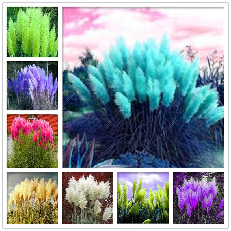 200 Pcs Pampas Grass plantas Patio And Garden Potted Ornamental Plants New Flowers (pink Yellow White Purple) Cortaderia Grasses
200 Pcs Pampas Grass plantas Patio And Garden Potted Ornamental Plants New Flowers (pink Yellow White Purple) Cortaderia Grasses