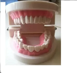 Standard Tooth Teaching Giant Dental Dentist Teeth Child Kidtraining model Extractions of Medical Education Educational Model
Standard Tooth Teaching Giant Dental Dentist Teeth Child Kidtraining model Extractions of Medical Education Educational Model