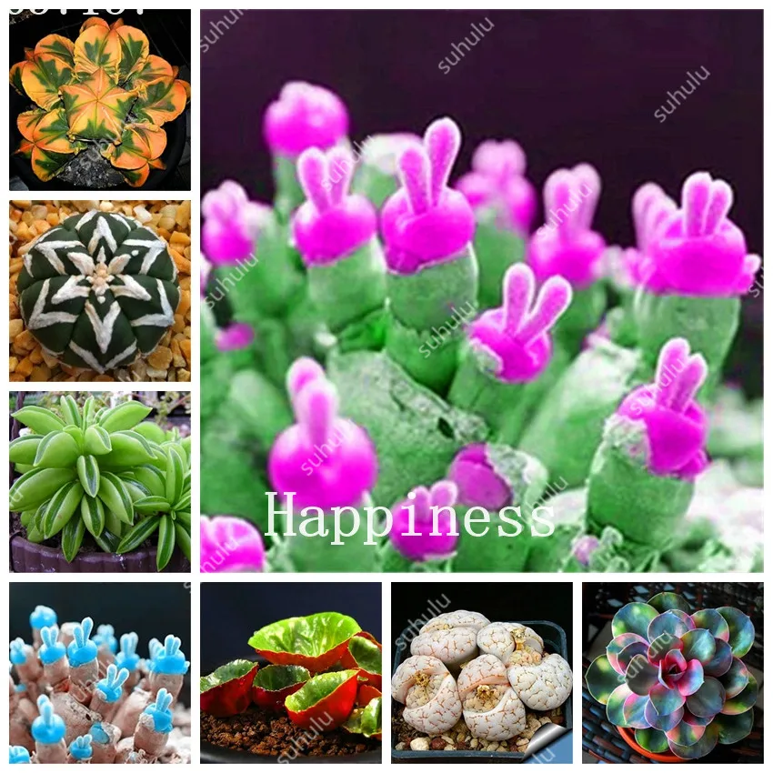 100 Pcs Rare Succulent Mini Cactus Seedling Bonsai Perennial Herb Pot Flower Indoor Planta For Home Garden Decor Flesh De Flores
100 Pcs Rare Succulent Mini Cactus Seedling Bonsai Perennial Herb Pot Flower Indoor Planta For Home Garden Decor Flesh De Flores