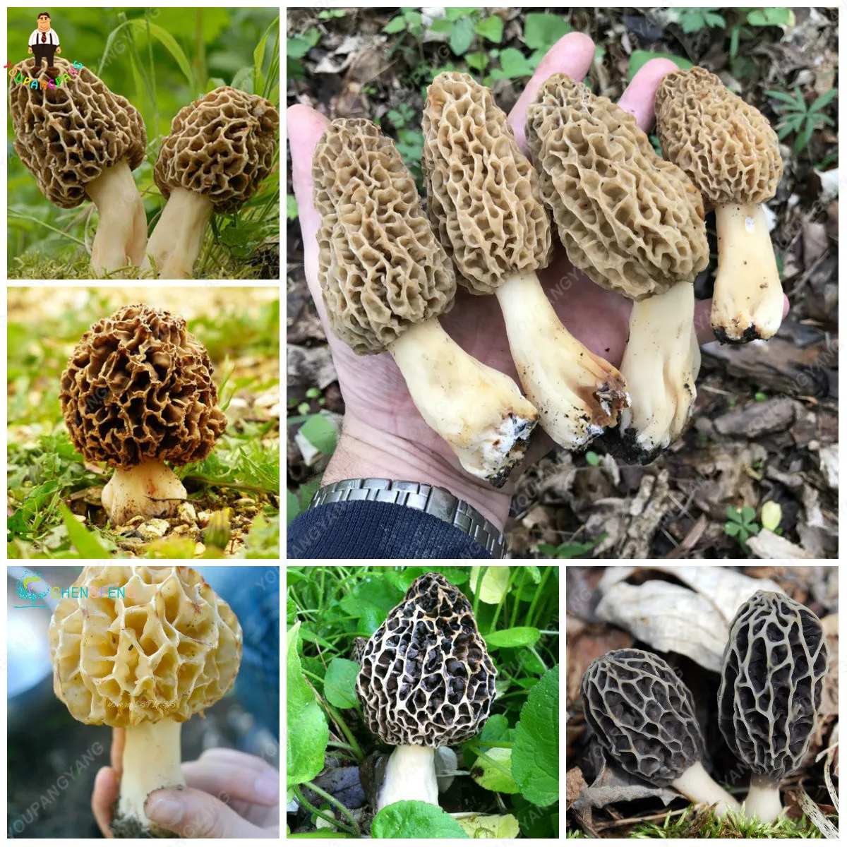 100Pcs Delicious Giant Mushroom Bonsai Organic Green Food Funny Succulent Plant Edible Healthy Vegetable Plant For Happy Farm
100Pcs Delicious Giant Mushroom Bonsai Organic Green Food Funny Succulent Plant Edible Healthy Vegetable Plant For Happy Farm