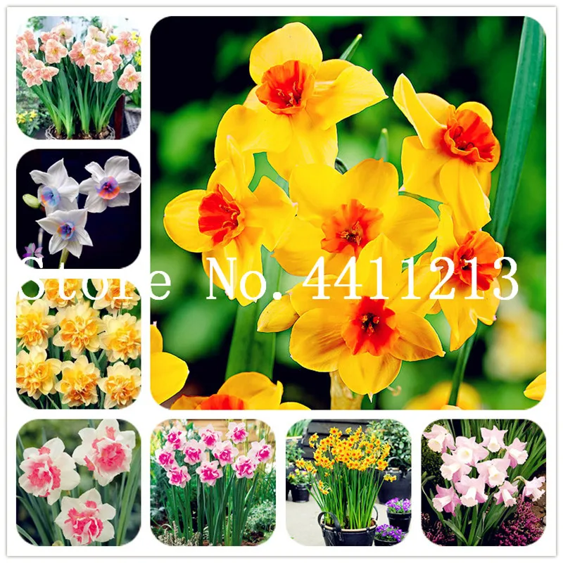 New Arrival 100 pcs Narcissus Flower Daffodil Bonsai Absorption Radiation Narcissus Tazetta Plant Flowers for Office Desk Hot
New Arrival 100 pcs Narcissus Flower Daffodil Bonsai Absorption Radiation Narcissus Tazetta Plant Flowers for Office Desk Hot