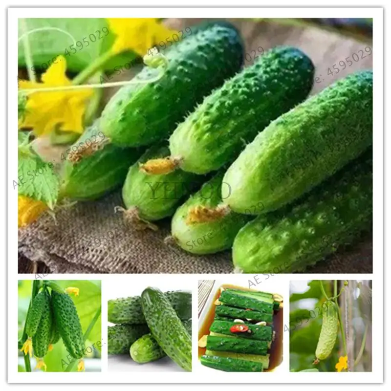 Big sale 100Pcs Mini Cucumber Bonsai Rare Delicious Cucumber Fruit and Vegetable for Home Garden decoration Plantas
Big sale 100Pcs Mini Cucumber Bonsai Rare Delicious Cucumber Fruit and Vegetable for Home Garden decoration Plantas