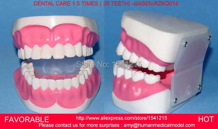 ORAL CARE ,DENTITION , TEETH DENTAL , DENTAL CARE 1.5 TIMES ZOOM MODEL 28 TOOTH -GASEN-RZKQ014
ORAL CARE ,DENTITION , TEETH DENTAL , DENTAL CARE 1.5 TIMES ZOOM MODEL 28 TOOTH -GASEN-RZKQ014