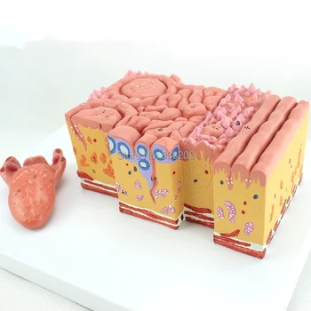 Life size human anatomy brain skull skeletonMicroAnatomy Tongue Anatomical Model Anatomy Anatomical Study Display Model
Life size human anatomy brain skull skeletonMicroAnatomy Tongue Anatomical Model Anatomy Anatomical Study Display Model