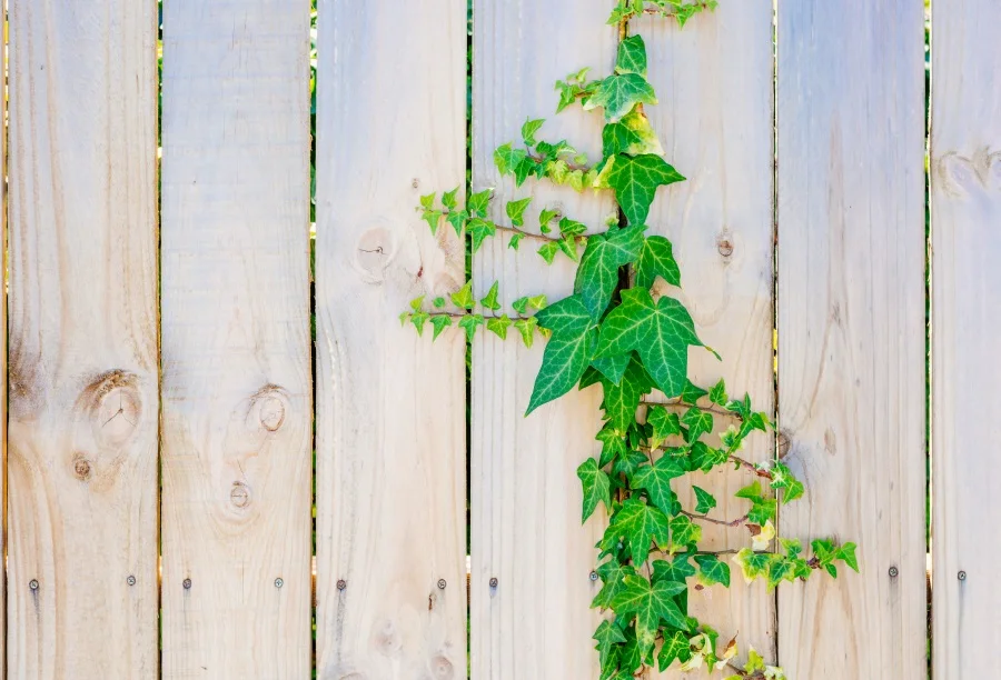 Laeacco Wooden Board Vine Portrait Scene Party Photography Backgrounds Customized Photographic Backdrops For Photo Studio
Laeacco Wooden Board Vine Portrait Scene Party Photography Backgrounds Customized Photographic Backdrops For Photo Studio