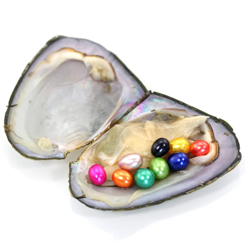 Hot sale Pearls Oyster Mixed color Freshwater 9 Pearls in Freshwater Oyster vacuum packaging freshwater natural Oyster FO040
Hot sale Pearls Oyster Mixed color Freshwater 9 Pearls in Freshwater Oyster vacuum packaging freshwater natural Oyster FO040