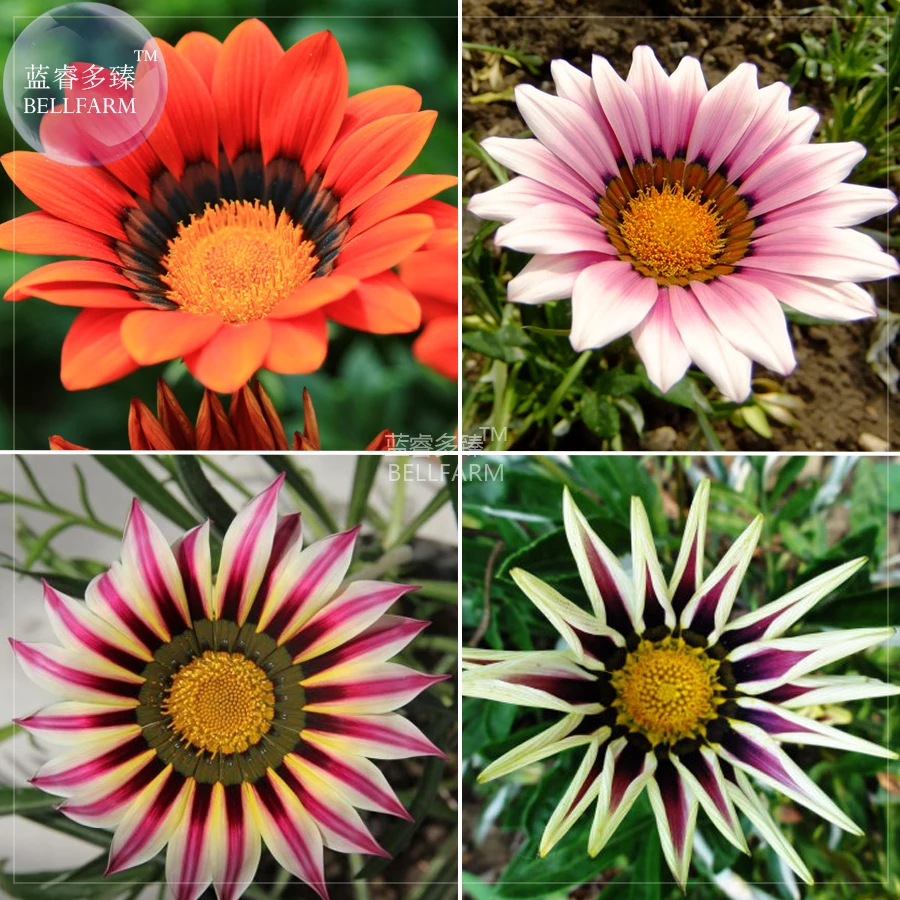 BELLFARM Treasure Flowers Gazania Ornamental Flower Mixed Seeds, 30 seeds, half-hardy hybrid home garden plants