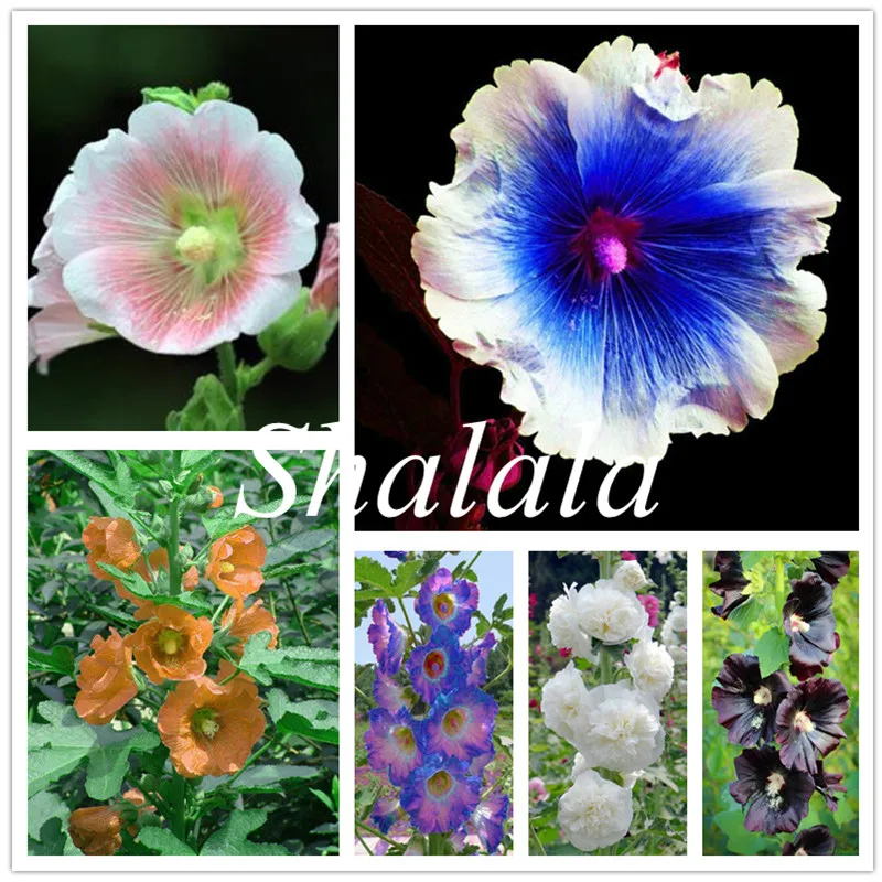 100 Pcs Multi Color Hollyhock flower Bonsai Alcea Rosea Garden Greenhouse Plants, Diy Gardening Rare Flower plant Purifying Air
100 Pcs Multi Color Hollyhock flower Bonsai Alcea Rosea Garden Greenhouse Plants, Diy Gardening Rare Flower plant Purifying Air