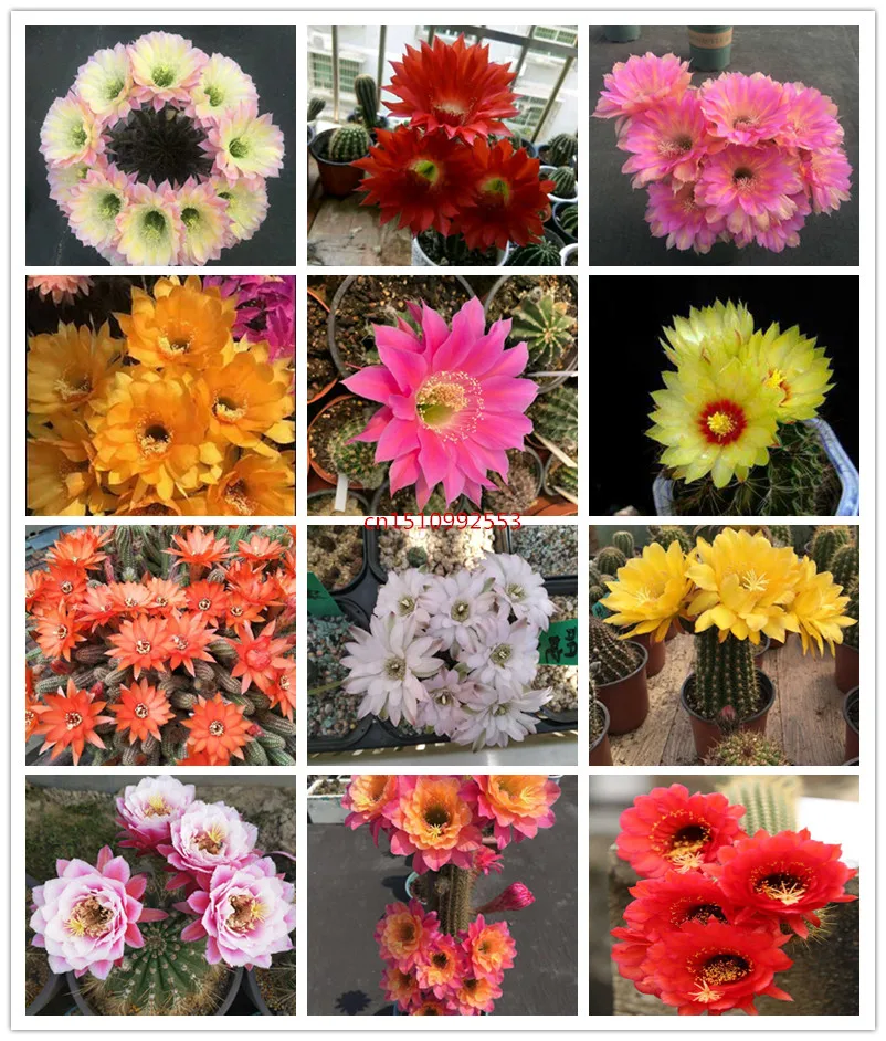 high quality 50 pcs mixing Prickly pear Cactus Bonsai succulents rare varieties beautiful balcony potted plants
high quality 50 pcs mixing Prickly pear Cactus Bonsai succulents rare varieties beautiful balcony potted plants