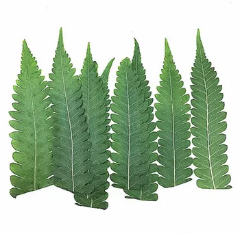 120pcs Pressed Dried Woodsia Polystichoides Leaves Flower Plants Herbarium For Jewelry Postcard Phone Case Invitation Card DIY
120pcs Pressed Dried Woodsia Polystichoides Leaves Flower Plants Herbarium For Jewelry Postcard Phone Case Invitation Card DIY