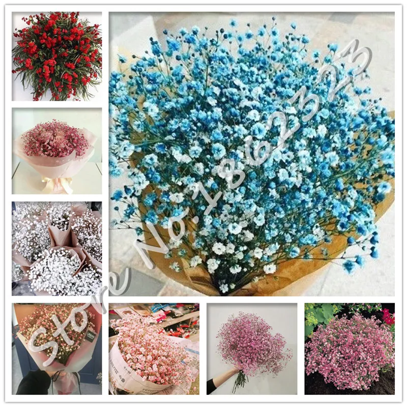100Pcs Gypsophila Paniculata Bonsai Garden Multi-Color Sky Stars Flower Ornaments Plant Natural Growth Wedding garden Decoration
100Pcs Gypsophila Paniculata Bonsai Garden Multi-Color Sky Stars Flower Ornaments Plant Natural Growth Wedding garden Decoration