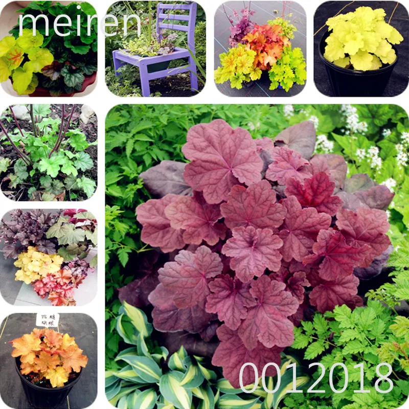 Colorful Heuchera Seedling 100 Pcs Coral Bell Flower Bonsai Plants Flower Diy Beautiful Green Plant flowers for perennial garden
Colorful Heuchera Seedling 100 Pcs Coral Bell Flower Bonsai Plants Flower Diy Beautiful Green Plant flowers for perennial garden