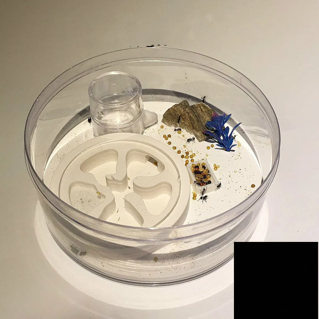 1PCS Small round ant nest Acrylic pet ant birthday gift desk decoration new nest specials ants farm house
1PCS Small round ant nest Acrylic pet ant birthday gift desk decoration new nest specials ants farm house