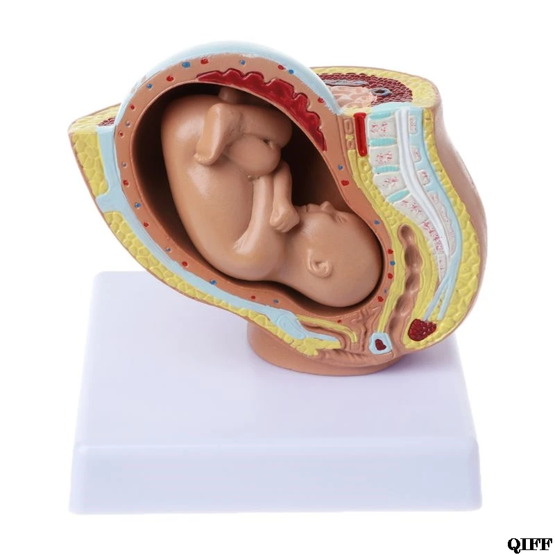 Drop Ship&Wholesale 9th Month Baby Fetus Foetus Pregnancy Human Pregnancy Fetal Development Medical Model June 4
Drop Ship&Wholesale 9th Month Baby Fetus Foetus Pregnancy Human Pregnancy Fetal Development Medical Model June 4