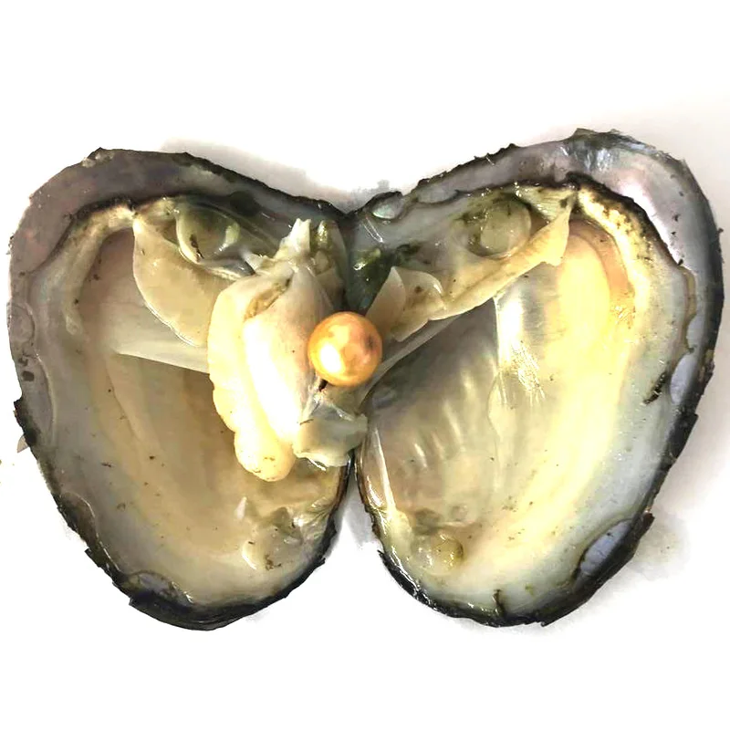 20pcs Single Gold 9-10mm Near Round Edison Pearl with Vacuum Packed Oyster Fresh Pearl in Oyster
20pcs Single Gold 9-10mm Near Round Edison Pearl with Vacuum Packed Oyster Fresh Pearl in Oyster