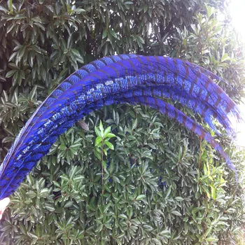 10 pcs/lot 32-36inch/80-90cm Blue Lady Amherst Pheasant feather for Home Decoration,Wedding Party Decoration
10 pcs/lot 32-36inch/80-90cm Blue Lady Amherst Pheasant feather for Home Decoration,Wedding Party Decoration