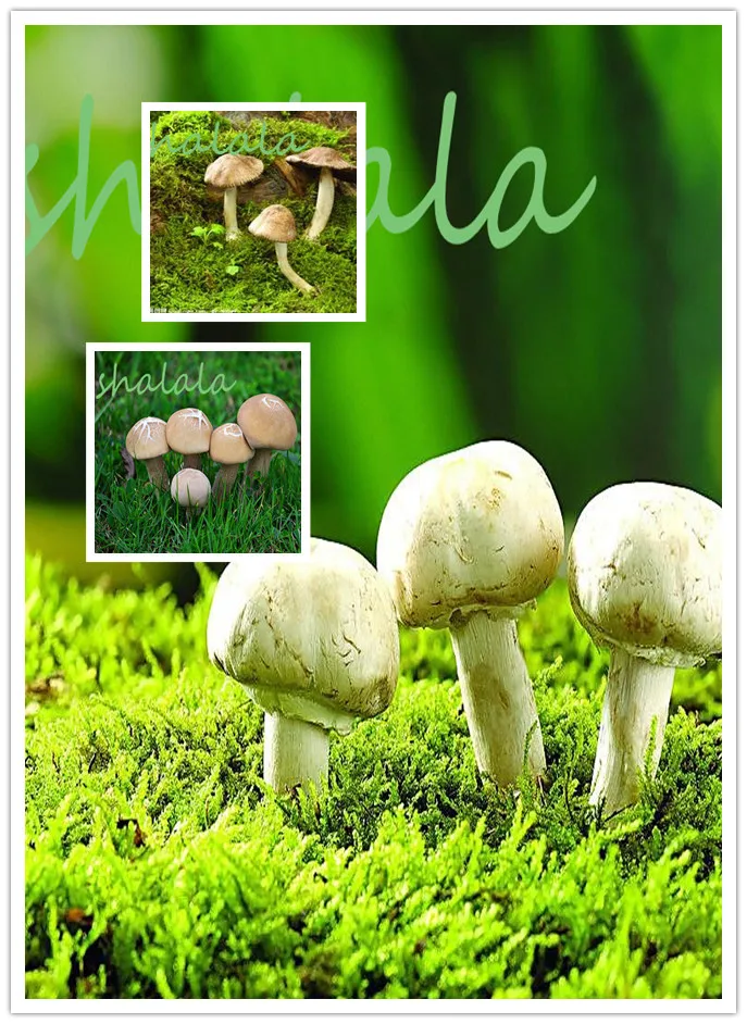 promotion 200 Pcs Mushroom bonsai Green Vegetables Bonsai Plant Good Keep Very Easy To Grow For Home
promotion 200 Pcs Mushroom bonsai Green Vegetables Bonsai Plant Good Keep Very Easy To Grow For Home
