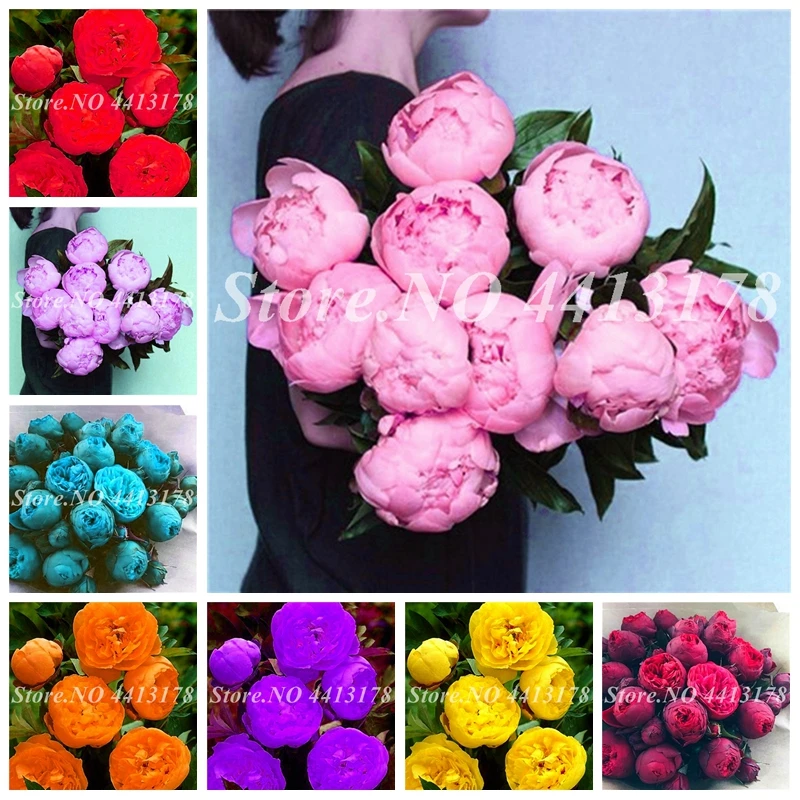 10 Pcs/ Bag Rare Double Peony Bonsai Multicolor Perennial Peony Flowers Chinese Paeonia Suffruticosa DIY Home Garden Planting
10 Pcs/ Bag Rare Double Peony Bonsai Multicolor Perennial Peony Flowers Chinese Paeonia Suffruticosa DIY Home Garden Planting
