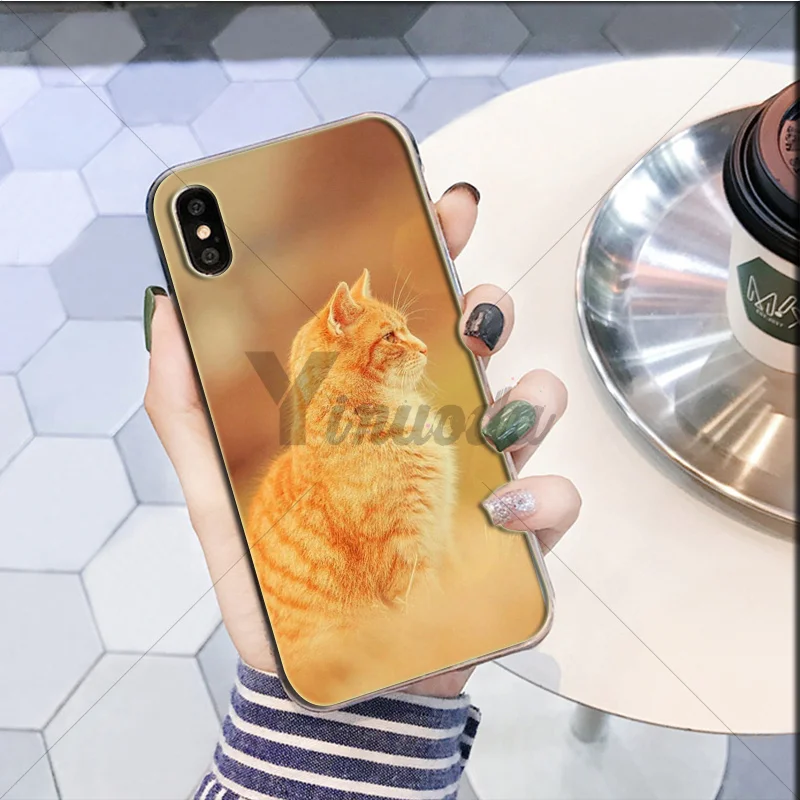 Cute yellow hair cat