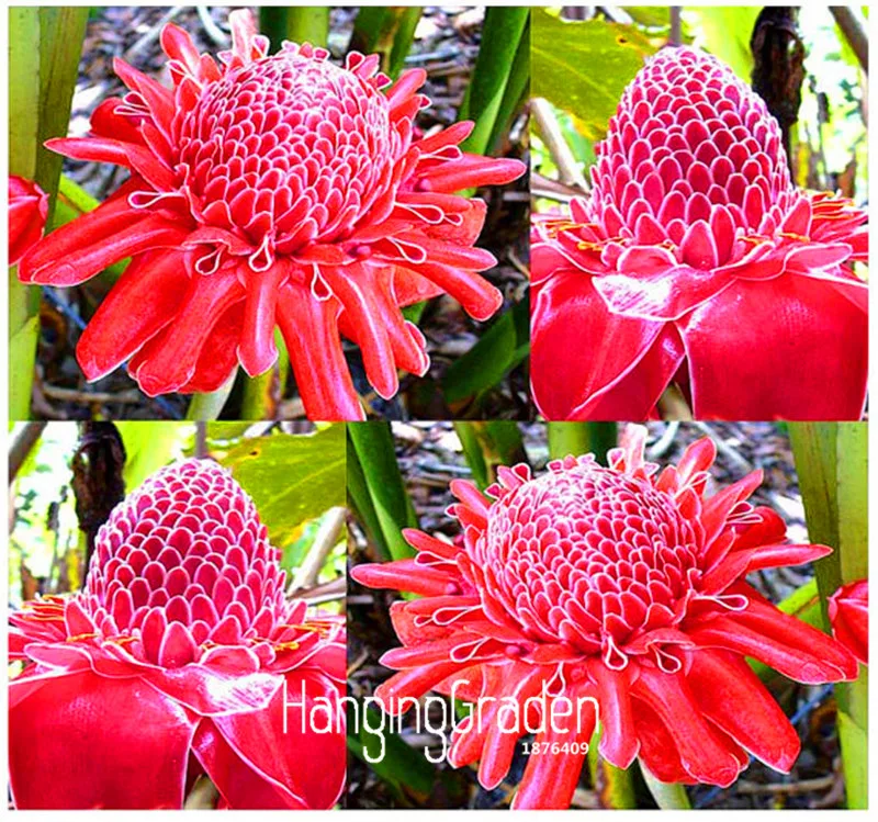 Best-Selling!RED Torch Ginger Plant Flower bonsai - Etlingera elatior - Perfect Houseplant - EXOTIC and EDIBLE, 100 Pieces/Bag
Best-Selling!RED Torch Ginger Plant Flower bonsai - Etlingera elatior - Perfect Houseplant - EXOTIC and EDIBLE, 100 Pieces/Bag