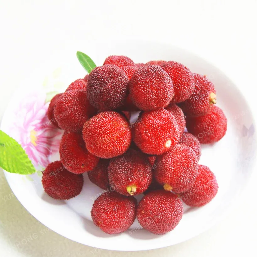 10 Pcs / Bag Arbutus Unedo Strawberry Tree Delicious Chinese Fruit Bonsai For Healthy And Home Garden Easy Grow
10 Pcs / Bag Arbutus Unedo Strawberry Tree Delicious Chinese Fruit Bonsai For Healthy And Home Garden Easy Grow