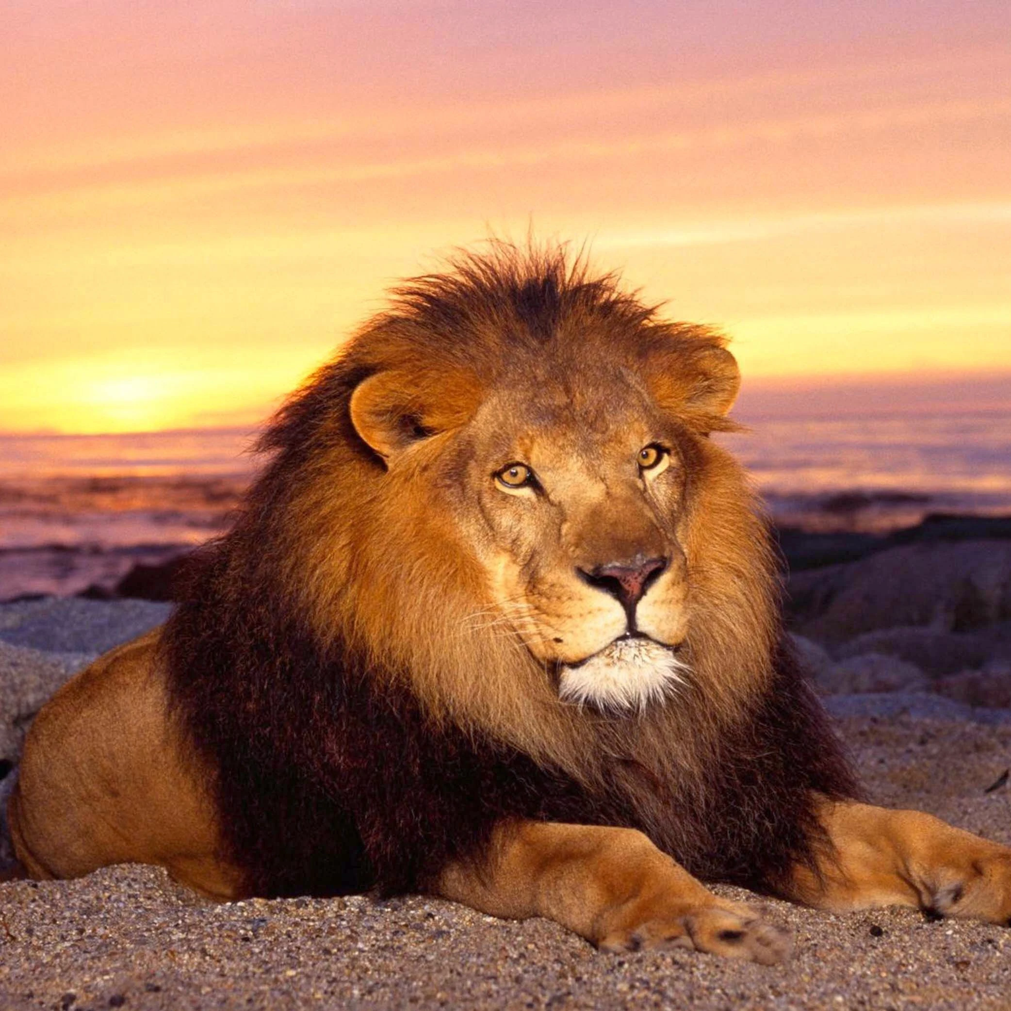 5D DIY Diamond Painting Lion Crystal Diamond Rhinestone Painting Cross Stitch Animals Lions Looking Needlework Home Decorative
5D DIY Diamond Painting Lion Crystal Diamond Rhinestone Painting Cross Stitch Animals Lions Looking Needlework Home Decorative