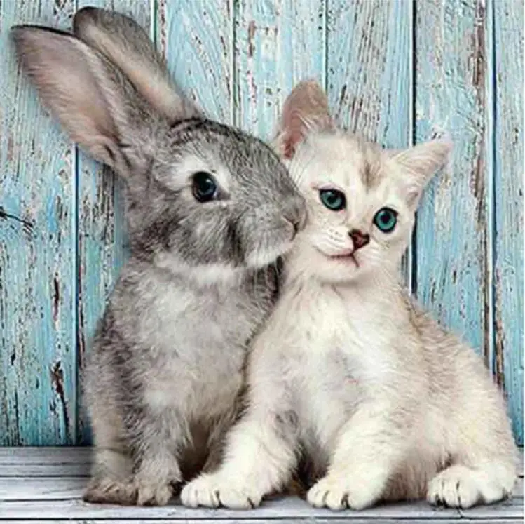 5D DIY full circular diamond painting cross stitch kiss cat rabbit diamond embroidery animal home decoration
5D DIY full circular diamond painting cross stitch kiss cat rabbit diamond embroidery animal home decoration