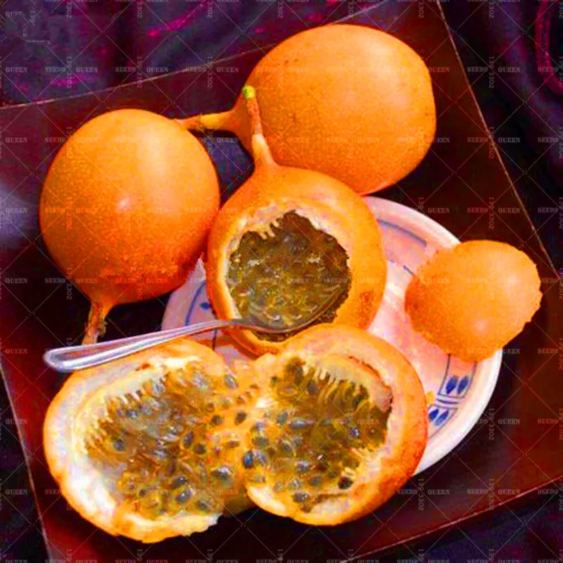 10 Pcs Orange Colombia Passion Bonsai Fruit Rare Granada Passiflora Ligularis Sweet Granadilla For Home Garden Flower
10 Pcs Orange Colombia Passion Bonsai Fruit Rare Granada Passiflora Ligularis Sweet Granadilla For Home Garden Flower