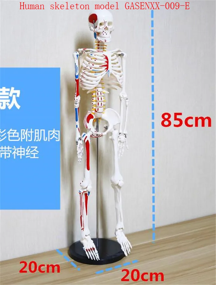spine specimen Cerebellum Human skeleton model Can be active Skeleton skeleton specimens Human skeleton model GASENXX-009-E
spine specimen Cerebellum Human skeleton model Can be active Skeleton skeleton specimens Human skeleton model GASENXX-009-E