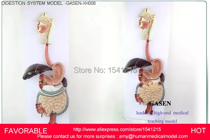 HUMAN DIGESTIVE SYSTEM MODEL,DIGESTIVE TRACT, NOSE PHARYNX AND LARYNX,LARGE INTESTINE,SMALL INTESTINE,STOMACH MODEL-GASEN-XH006
HUMAN DIGESTIVE SYSTEM MODEL,DIGESTIVE TRACT, NOSE PHARYNX AND LARYNX,LARGE INTESTINE,SMALL INTESTINE,STOMACH MODEL-GASEN-XH006