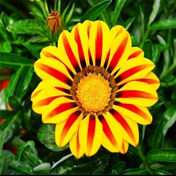 100PCS yellow Chrysanthemum bonsai Gazania Rigens plants Rare Flowers bonsai Home Balcony Garden Bonsai Free shipping
100PCS yellow Chrysanthemum bonsai Gazania Rigens plants Rare Flowers bonsai Home Balcony Garden Bonsai Free shipping