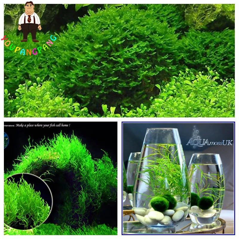 200pcs Moss Live Aquatic Plants Aquarium Water Grass bonsai flower Landscape Decoration Ornament
200pcs Moss Live Aquatic Plants Aquarium Water Grass bonsai flower Landscape Decoration Ornament