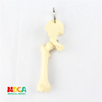 human leg bone key buckle ornament gift pendant key buckle human.organ anatomy medical teaching toy YSK014
human leg bone key buckle ornament gift pendant key buckle human.organ anatomy medical teaching toy YSK014