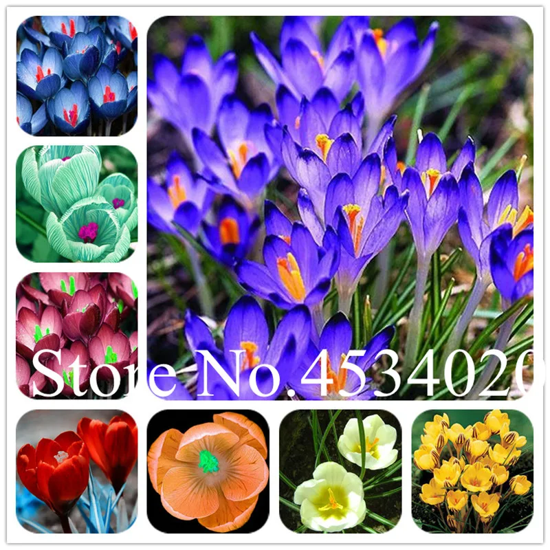 200 pcs Saffron flores crocus plante bonsai plants flower plantas for home garden supplies easy grow,semillas tropical flower
200 pcs Saffron flores crocus plante bonsai plants flower plantas for home garden supplies easy grow,semillas tropical flower