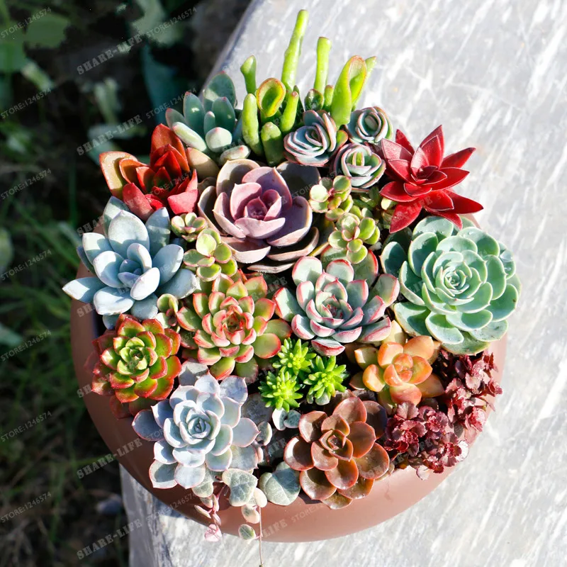 100PCS Mix Succulent Lotus Lithops Pseudotruncatella Bonsai Rare Succulent Home & Garden Flower Pots Planters
100PCS Mix Succulent Lotus Lithops Pseudotruncatella Bonsai Rare Succulent Home & Garden Flower Pots Planters