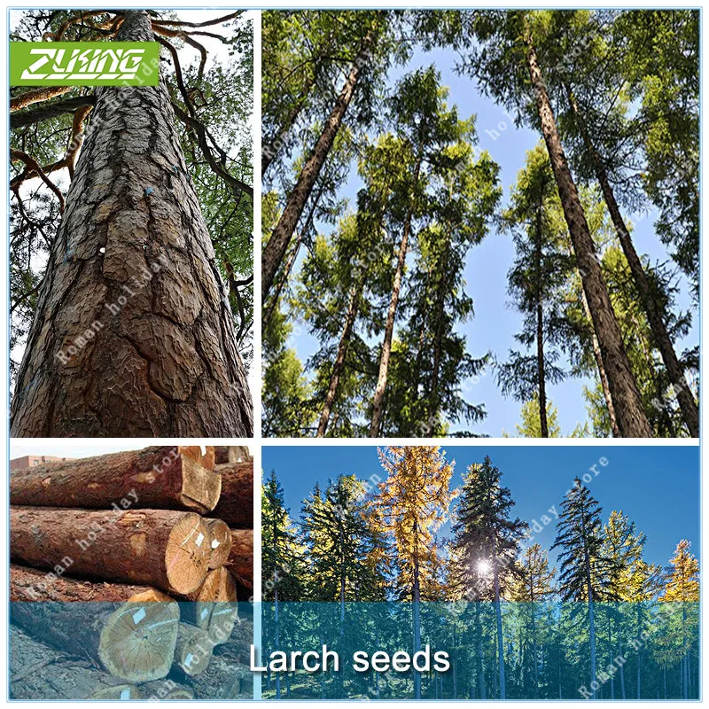 ZLKING 50 Larch Pine Tree Bonsai Plants For Home Garden Bonsai Tree Plant In Pot Fast Growing Tree
ZLKING 50 Larch Pine Tree Bonsai Plants For Home Garden Bonsai Tree Plant In Pot Fast Growing Tree