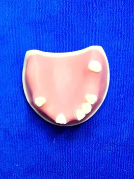 Professional Medical Teaching Models Human Oral Teaching Model Human Teeth Filling Planting Practice Model Teeth Anatomy Model
Professional Medical Teaching Models Human Oral Teaching Model Human Teeth Filling Planting Practice Model Teeth Anatomy Model