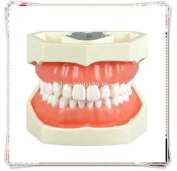 Standard Dental Practice Teeth Model M8011 with 28 screw-in teeth/Dental teaching and study teeth model with soft gum
Standard Dental Practice Teeth Model M8011 with 28 screw-in teeth/Dental teaching and study teeth model with soft gum