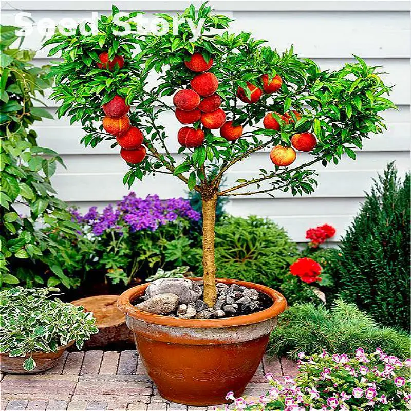 10pcs / Bag Sweet Cherry Peach plants Rare Autumn Red Peach Tree Fruit bonsai Like Cherry For Garden Mini-bonsai-tree P
10pcs / Bag Sweet Cherry Peach plants Rare Autumn Red Peach Tree Fruit bonsai Like Cherry For Garden Mini-bonsai-tree P