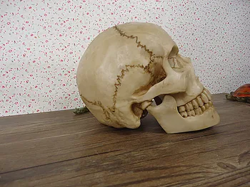 life size human skull model resin skeleton model Medical skull educational equipment
life size human skull model resin skeleton model Medical skull educational equipment