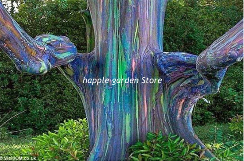 100 pcs/bag Rare Rainbow Eucalyptus Deglupta ,tropical garden decorative flower evergreen plant, Natural Growth for Home Garden
100 pcs/bag Rare Rainbow Eucalyptus Deglupta ,tropical garden decorative flower evergreen plant, Natural Growth for Home Garden