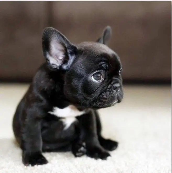 Full Square Diamond painting French Bulldog DIY Diamond mosaic black puppy Full Round Diamond embroidery Cross stitch animal dog
Full Square Diamond painting French Bulldog DIY Diamond mosaic black puppy Full Round Diamond embroidery Cross stitch animal dog