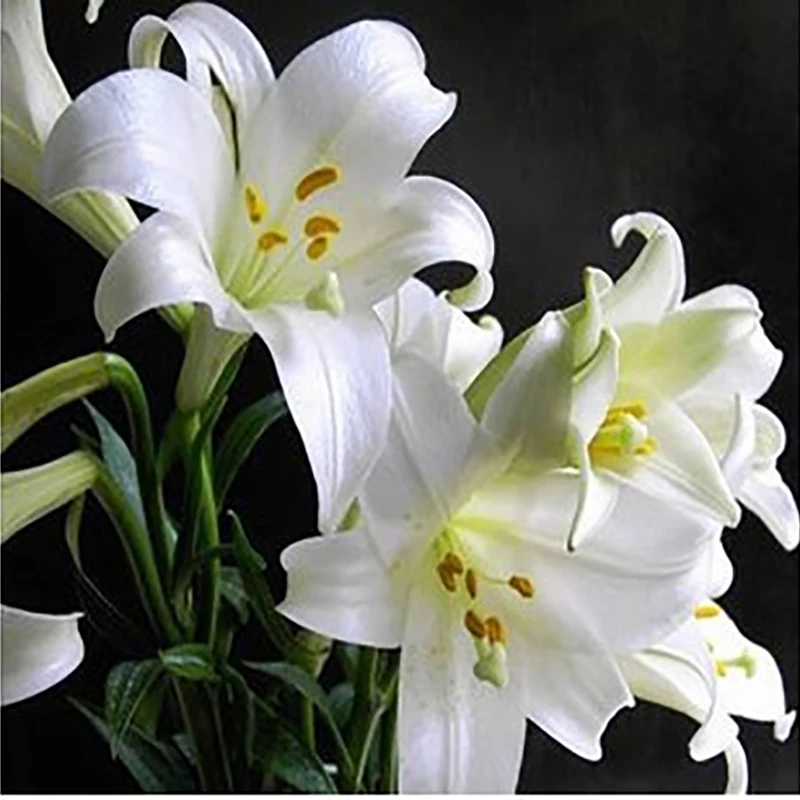 ZLKING 1PCS Lily Bulbs Cheap Perfume Lily Yellow White Red Pink Purple Lily Flower Garden Plant Mixing different Varieties
ZLKING 1PCS Lily Bulbs Cheap Perfume Lily Yellow White Red Pink Purple Lily Flower Garden Plant Mixing different Varieties