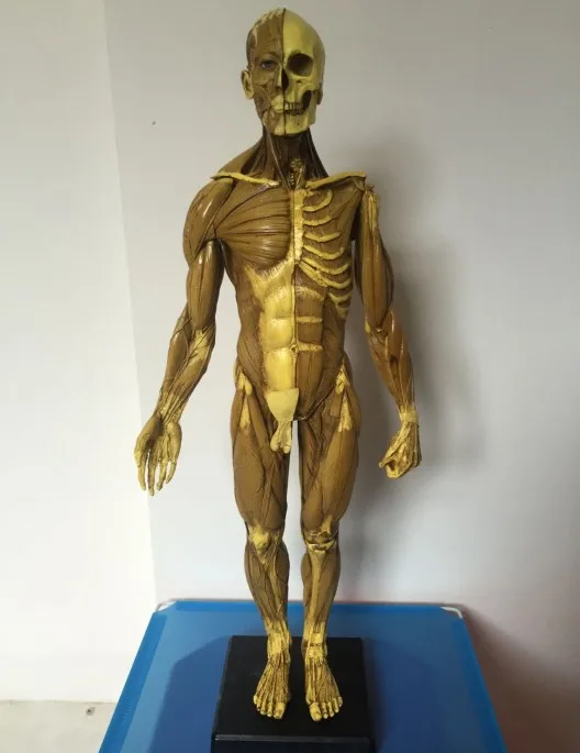 Dental 60CM Male figure: General use v1A Anatomical model of anatomy tools the human skull brain for students drawing mannequin
Dental 60CM Male figure: General use v1A Anatomical model of anatomy tools the human skull brain for students drawing mannequin
