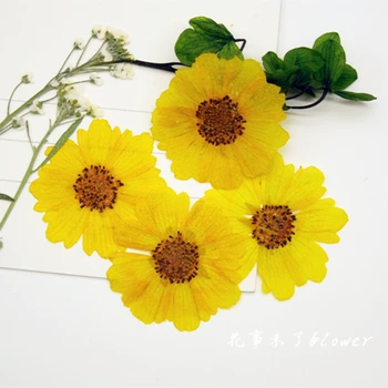 120pcs Free shipment Pressed flower dried flower Natural flowers Sanvitalia procumbens Primary color sale 1lot/120pcs
120pcs Free shipment Pressed flower dried flower Natural flowers Sanvitalia procumbens Primary color sale 1lot/120pcs