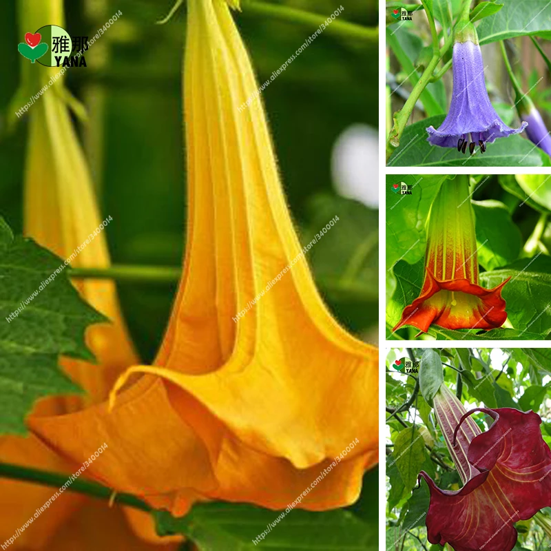 100pcs/bag datura flower datura Brugmansia suaveolens Flamenco angel's Trumpets planting datura exotic for garden flowers seeds
100pcs/bag datura flower datura Brugmansia suaveolens Flamenco angel's Trumpets planting datura exotic for garden flowers seeds