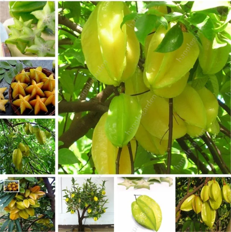 Organic 100 pcs/ bag Imported Carambola Bonsais Star Fruit Tree Shrub Fruit Edible Starfruit for Home Garden Flower Pot Planters
Organic 100 pcs/ bag Imported Carambola Bonsais Star Fruit Tree Shrub Fruit Edible Starfruit for Home Garden Flower Pot Planters