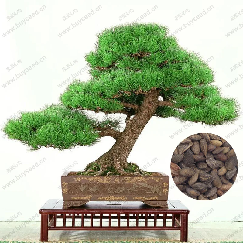 Pine Tree Plant, bonsai Pinus Thunbergii Plant,Teach you how to grow, 60 particles / bag
Pine Tree Plant, bonsai Pinus Thunbergii Plant,Teach you how to grow, 60 particles / bag